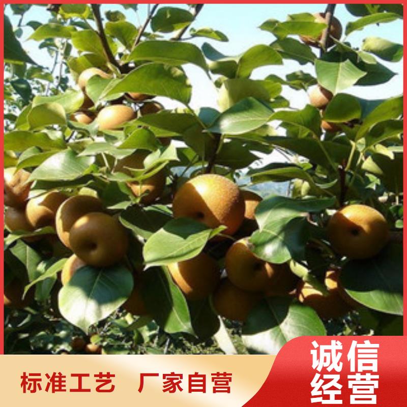 梨树苗订购