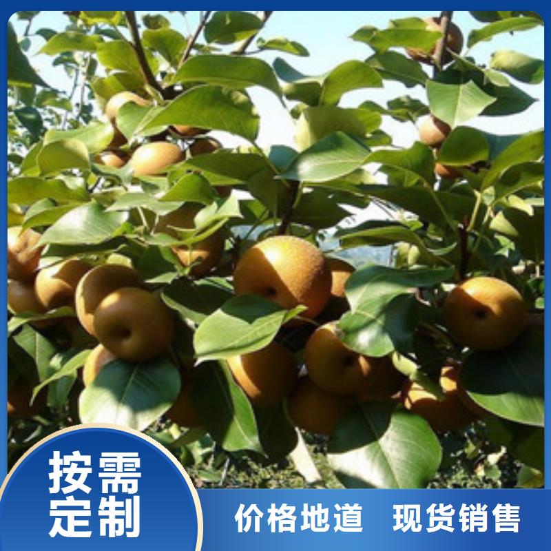 梨树苗在哪里买