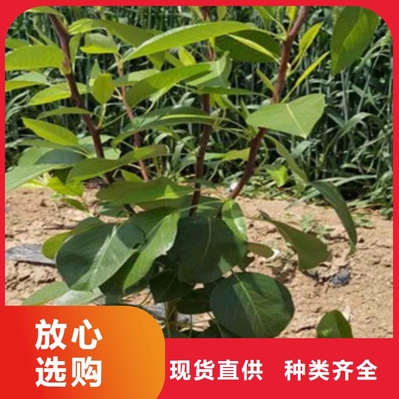 梨树苗厂家款式多样