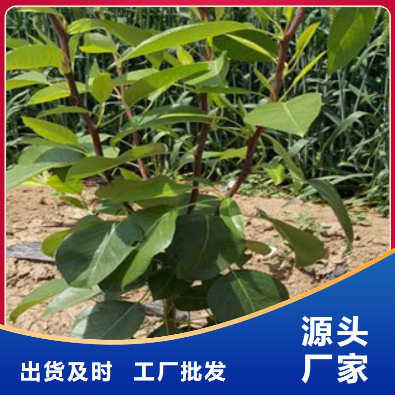 梨树苗、梨树苗厂家