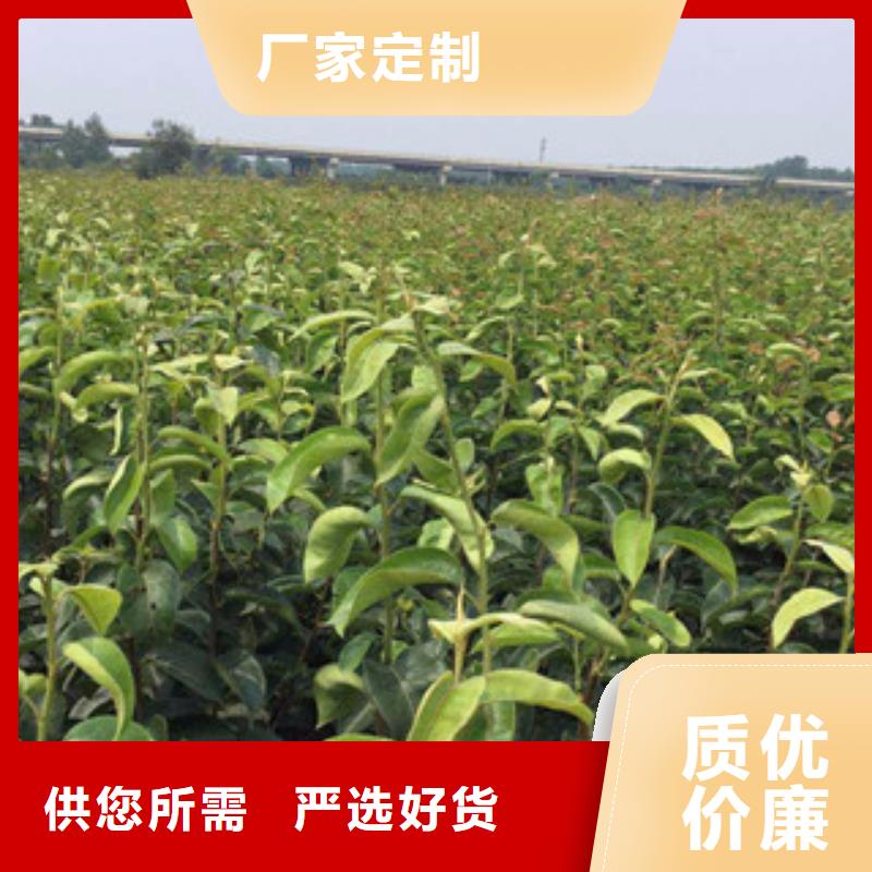 梨树苗、梨树苗生产厂家-