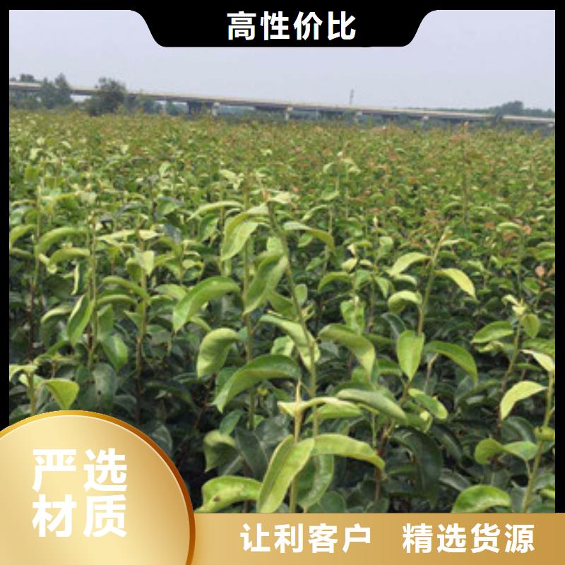 梨树苗现货价格同城供应商