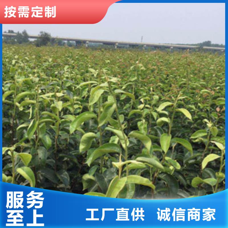 梨树苗公司当地货源