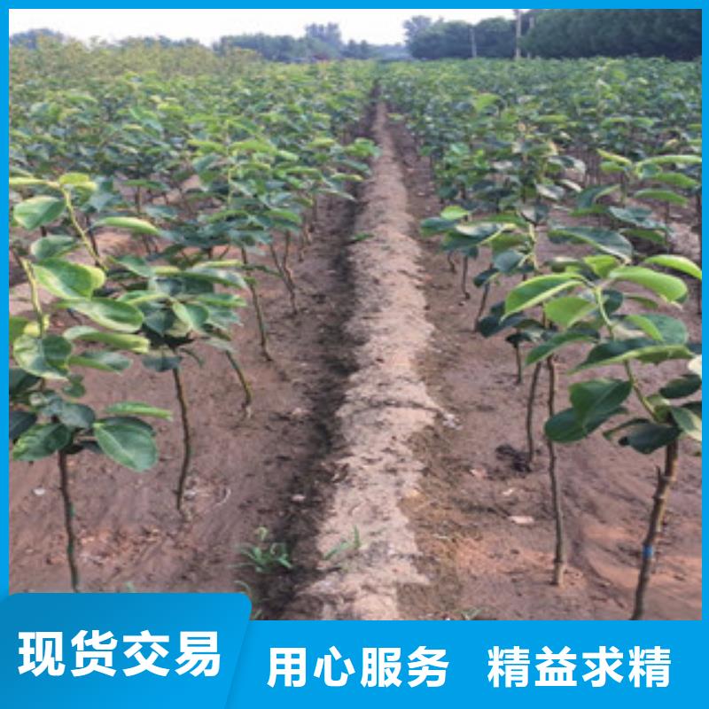 质量好的梨树苗厂家批发出货快