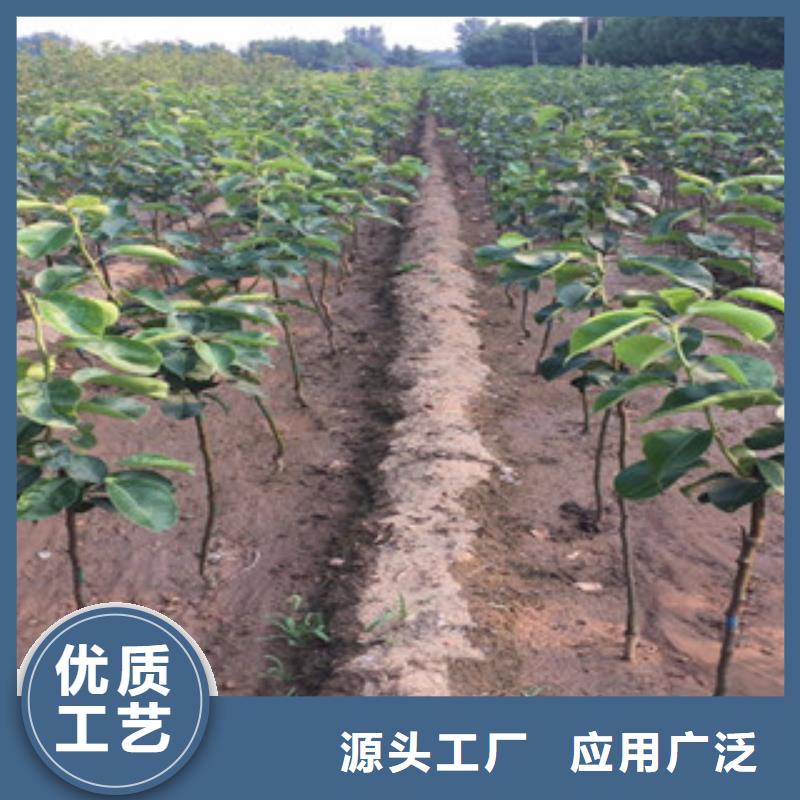 梨树苗远销海外