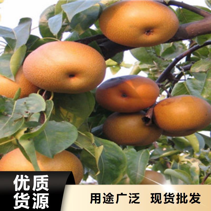 梨树苗量大优惠买的放心安兴用的舒心