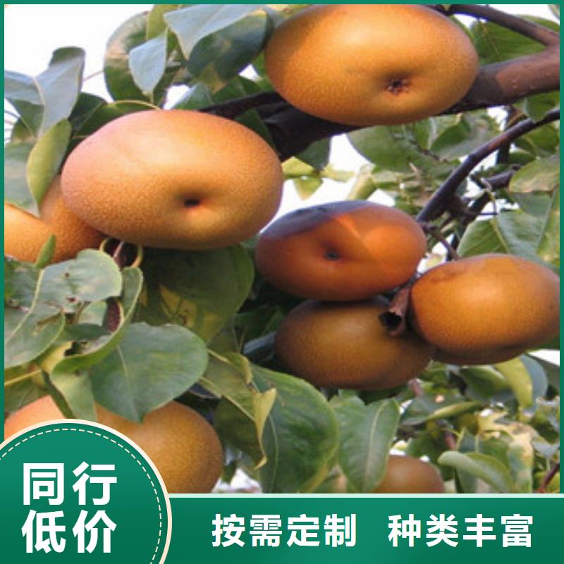梨树苗大型厂家