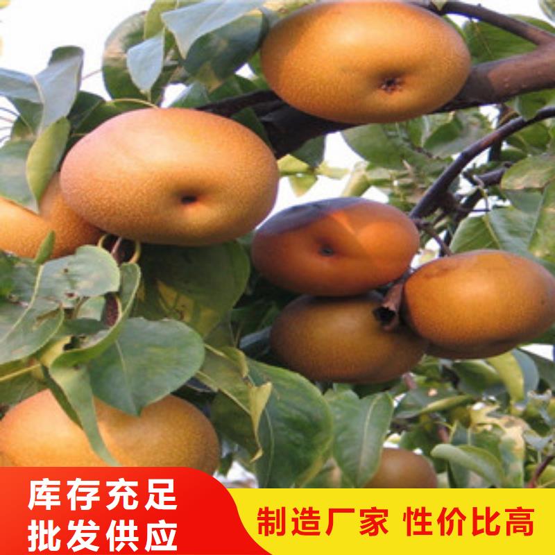 梨树苗、梨树苗厂家