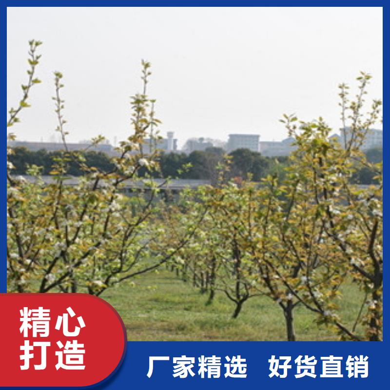 梨树苗大厂家售后无忧当地品牌