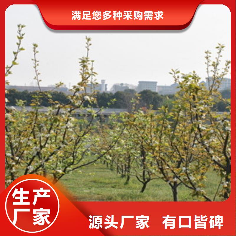 本地性价比高的梨树苗厂家设计合理