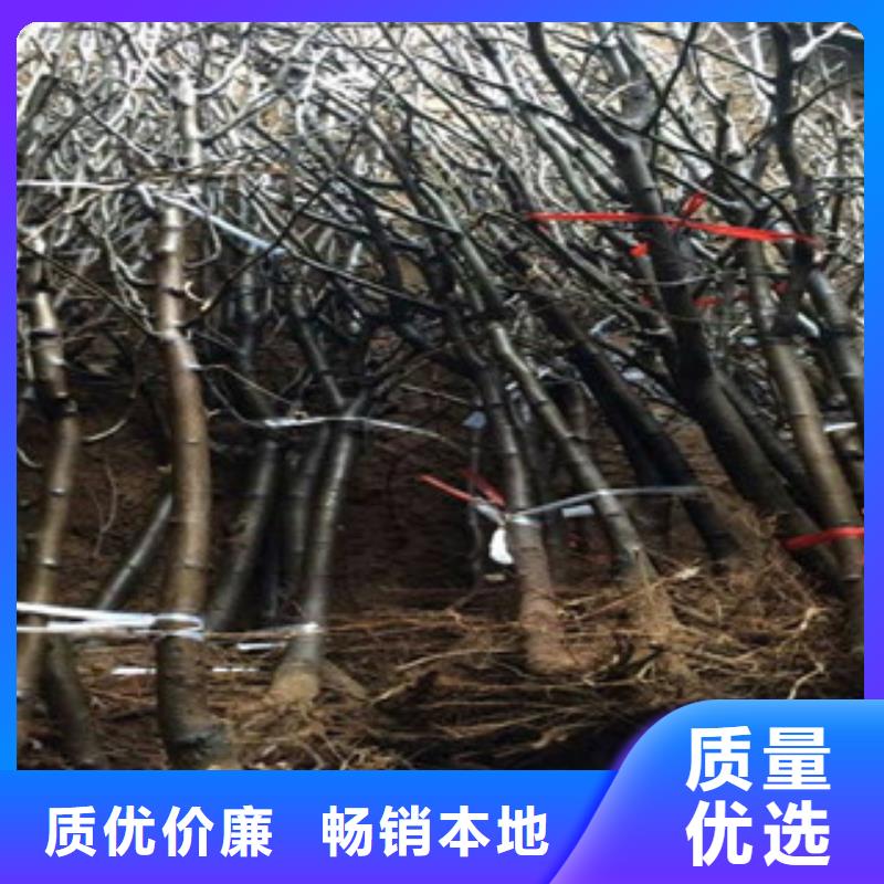 定制梨树苗_精选厂家