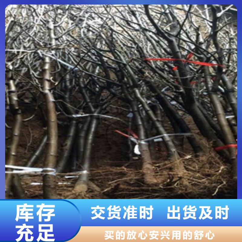 梨树苗_诚信为本