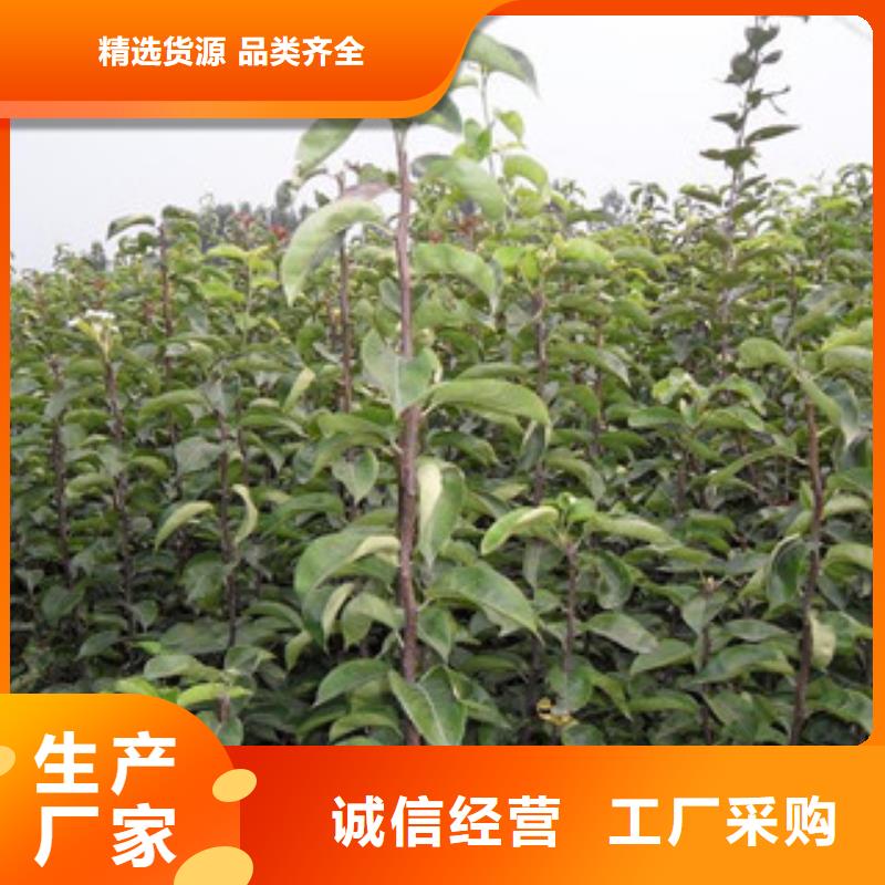 桃树苗