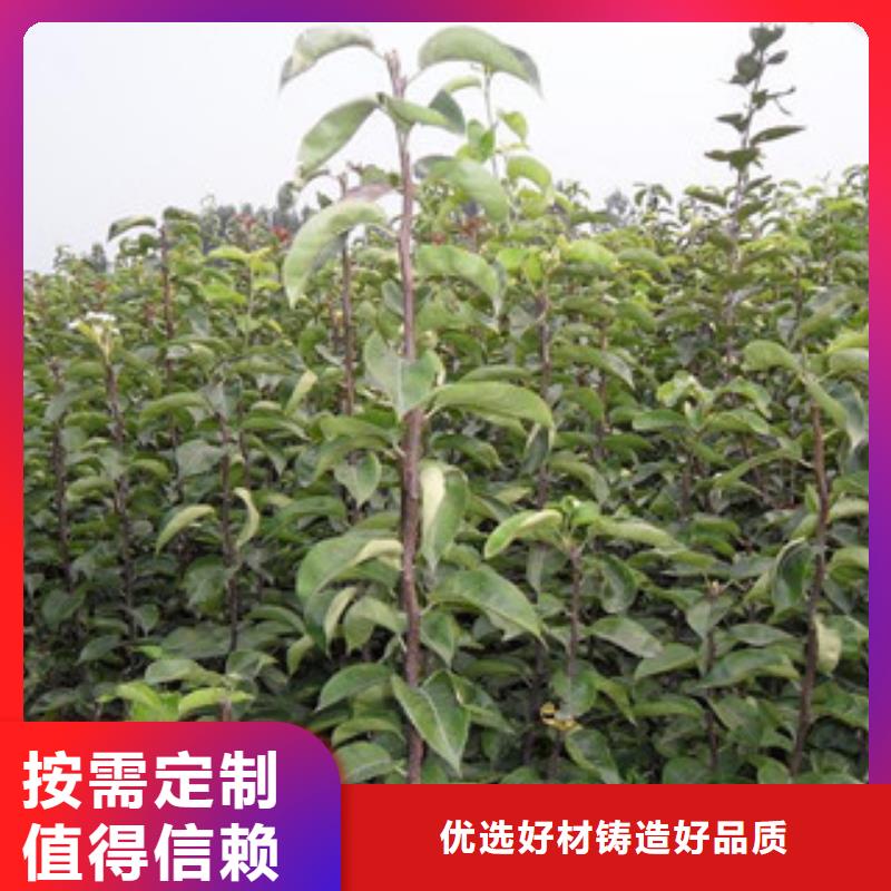 梨树苗采购