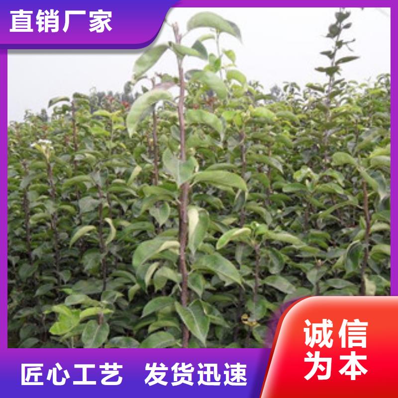 梨树苗生产厂家质量过硬诚信为本