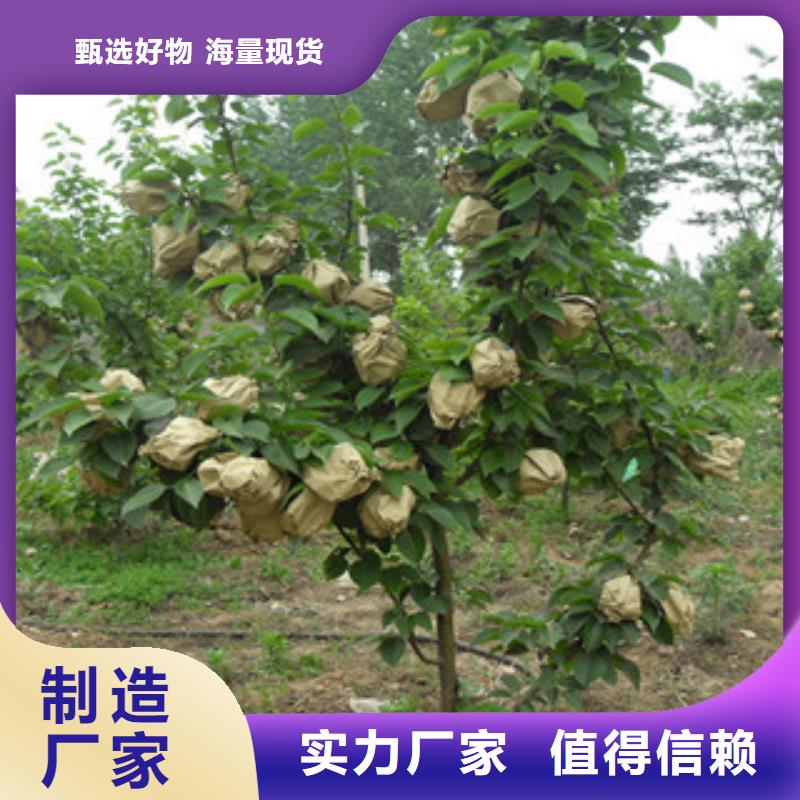 定制梨树苗_精选厂家