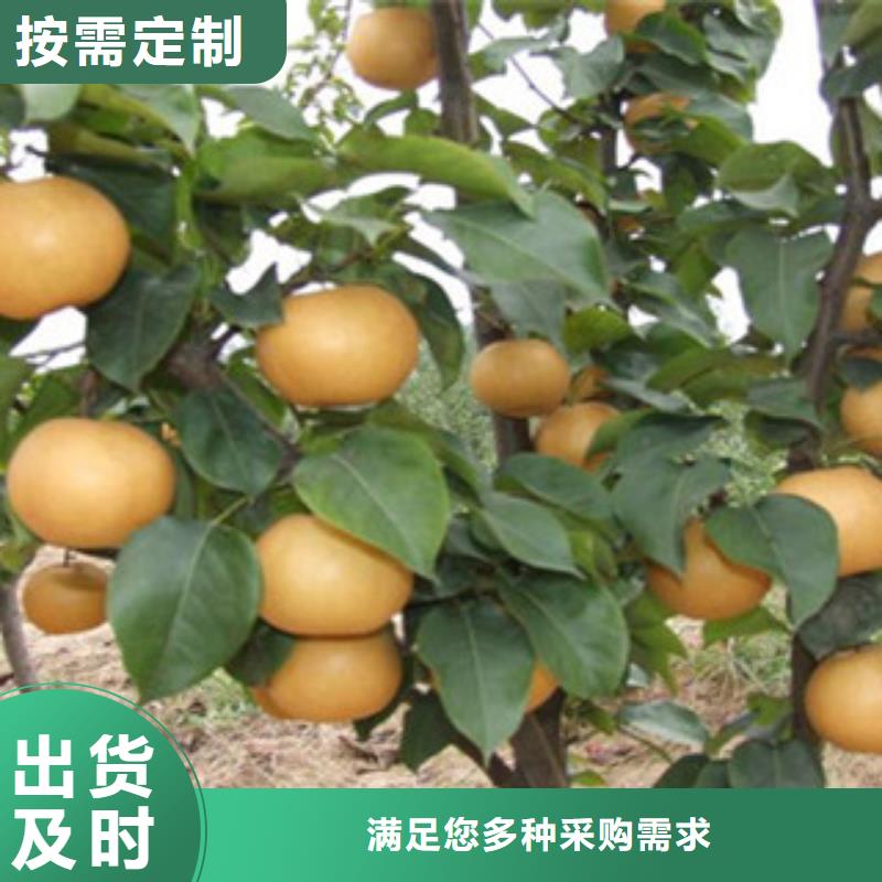 優(yōu)選：梨樹苗供貨商