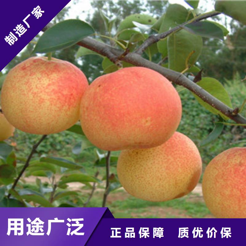 梨樹苗品牌:興海苗木種植合作社