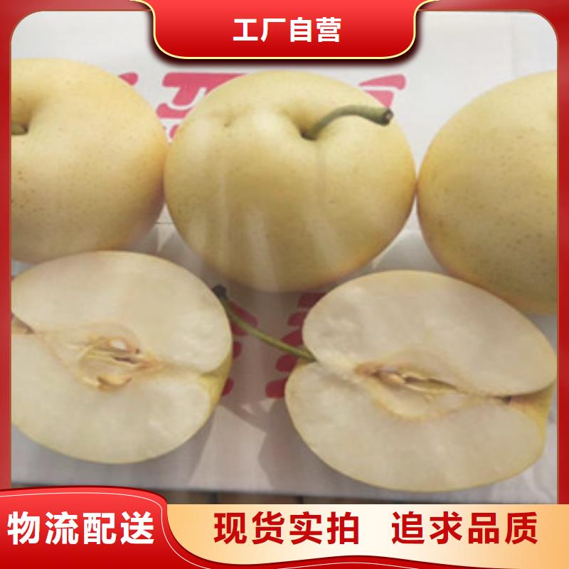 梨樹苗品牌:興海苗木種植合作社