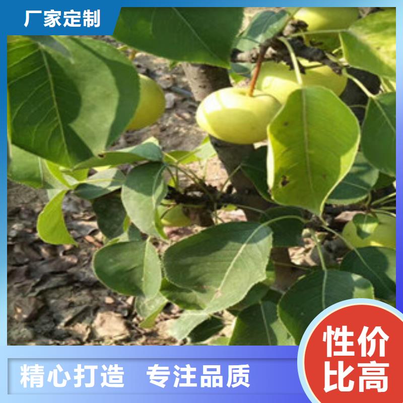 優(yōu)選：梨樹苗供貨商