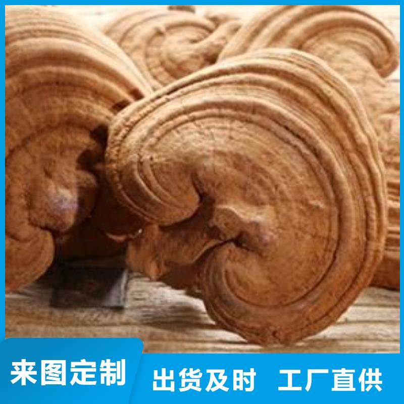 优惠的灵芝粉1品牌厂家产品优良