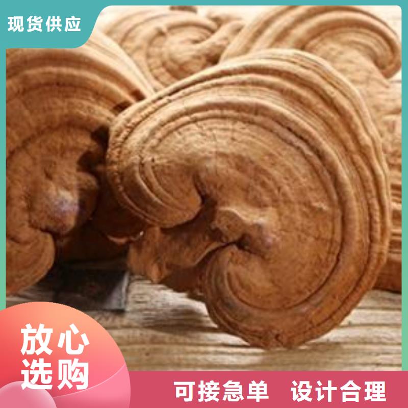 灵芝粉价格-生产厂家
