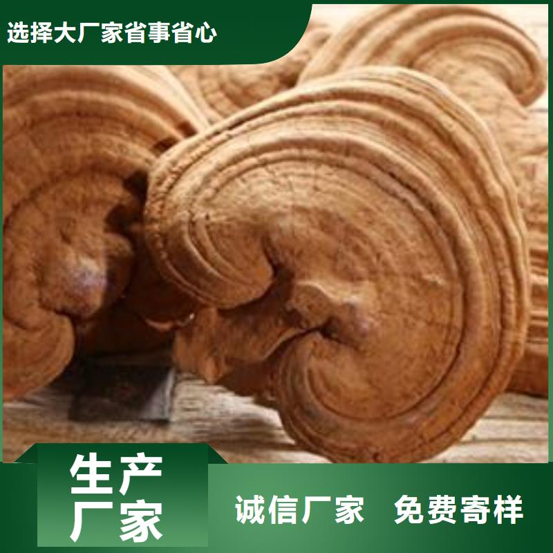 灵芝粉1厂家已认证随到随提