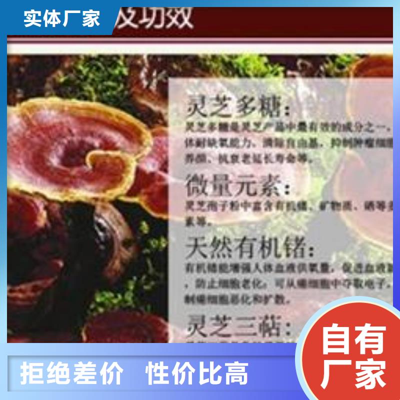 灵芝粉-灵芝粉供应