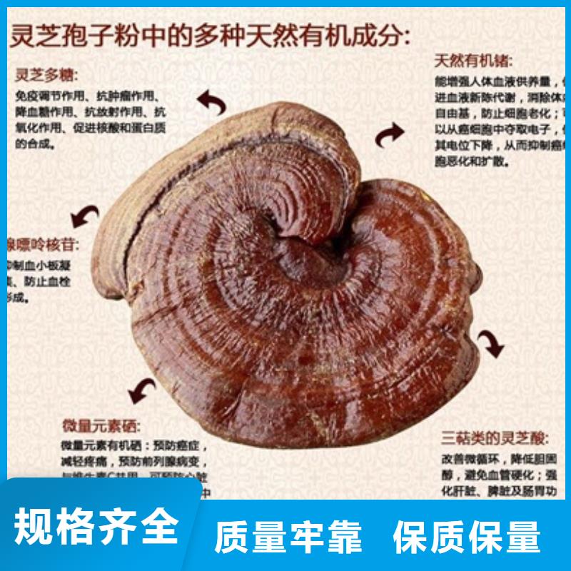灵芝粉1企业-价格合理商家