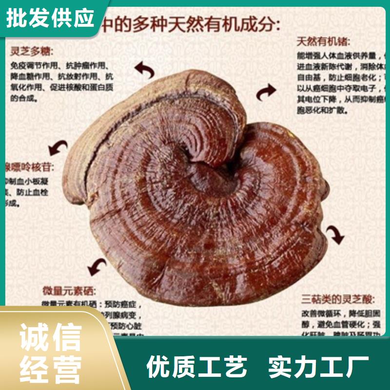 灵芝粉常规型号大量现货