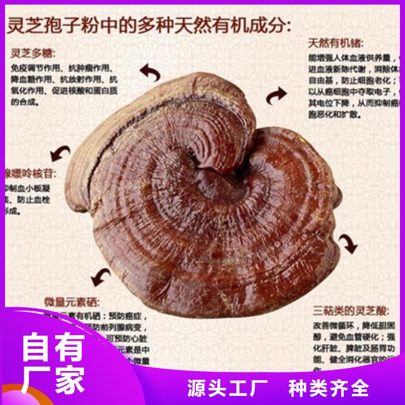 采购灵芝粉必看-欢迎选购