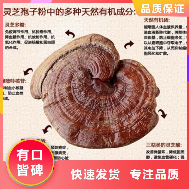 灵芝粉好口碑