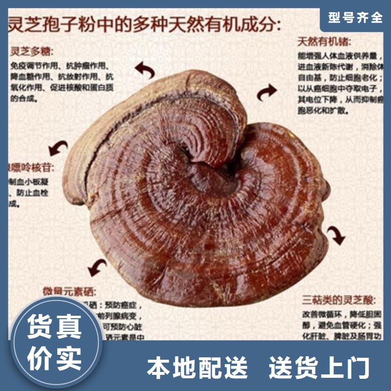 灵芝粉以诚为本欢迎咨询
