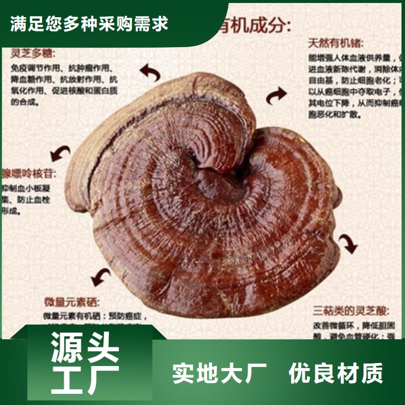 采购灵芝粉必看-规格全