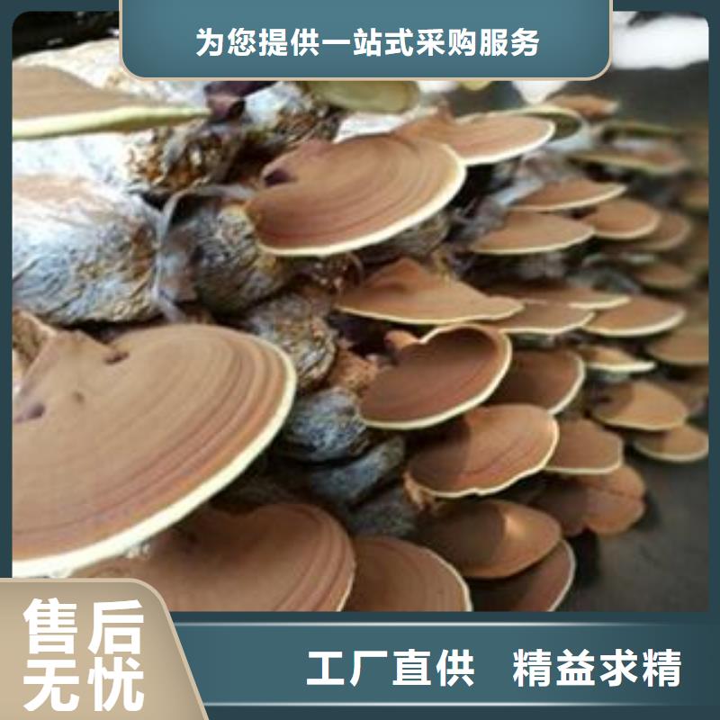 灵芝粉1直供厂家电话多种优势放心选择