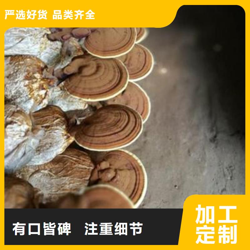 供应批发灵芝粉-大型厂家厂家直销售后完善
