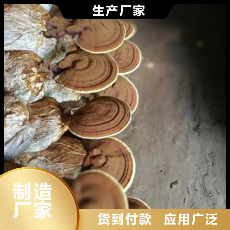 有现货的灵芝粉批发商免费回电