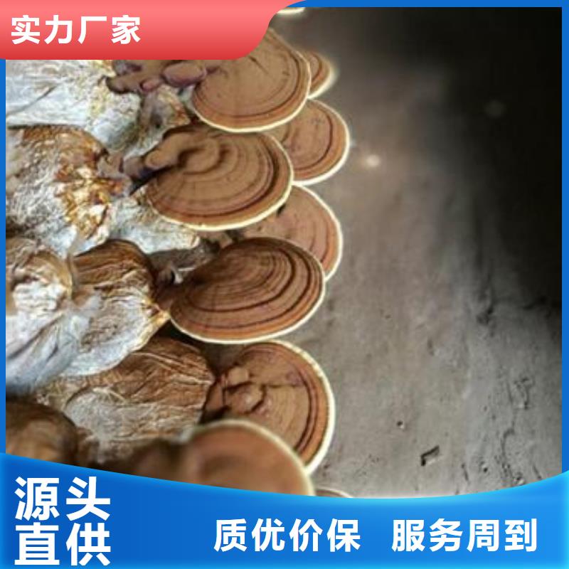 灵芝粉1-灵芝粉1质量过硬注重细节