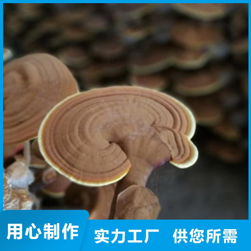 灵芝粉1有优惠省心又省钱