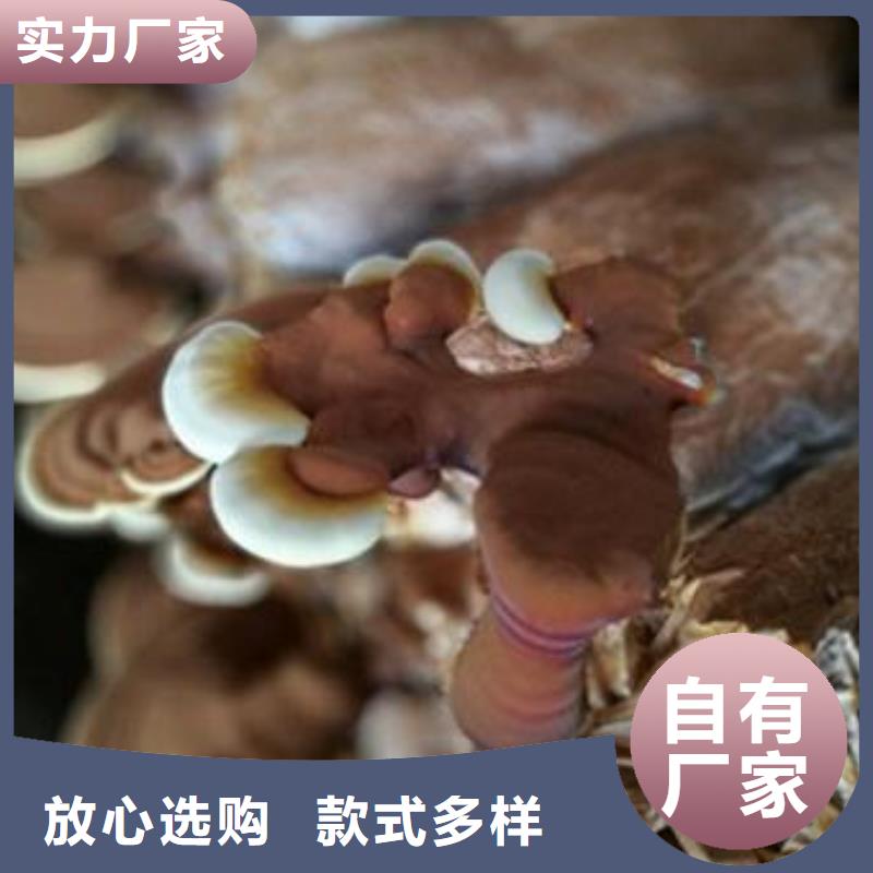 灵芝粉货源充足