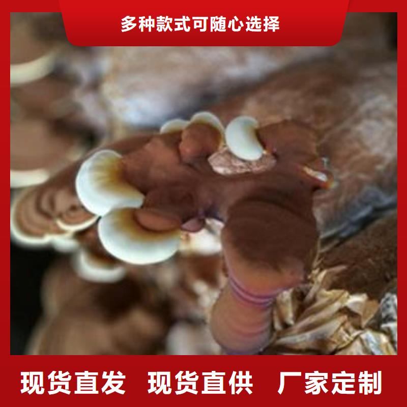 灵芝粉1厂家-为您服务