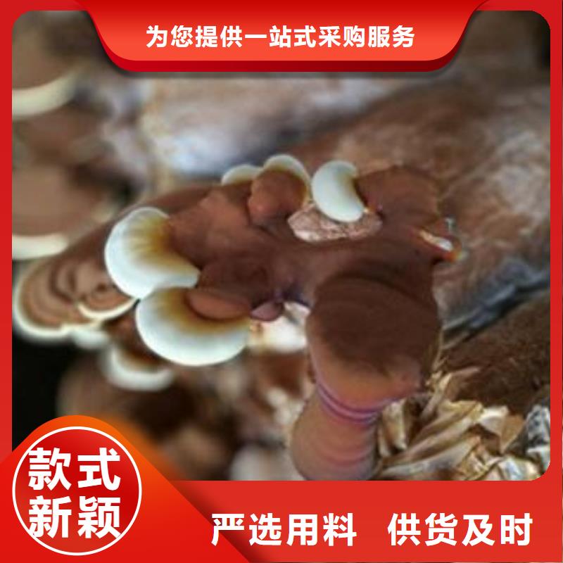 灵芝粉靠谱厂家厂家定制
