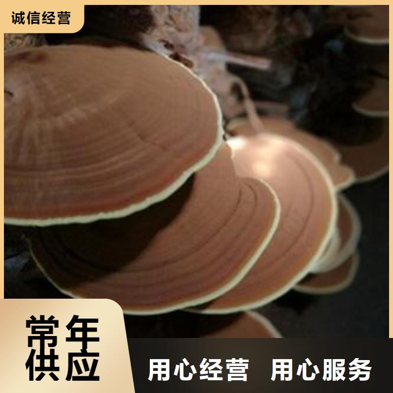 灵芝粉1-快来购买吧专注细节使用放心