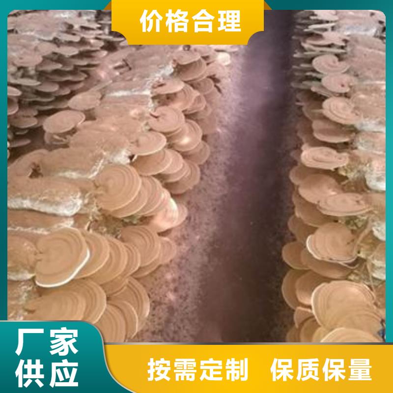 灵芝粉1专业供货商支持大小批量采购