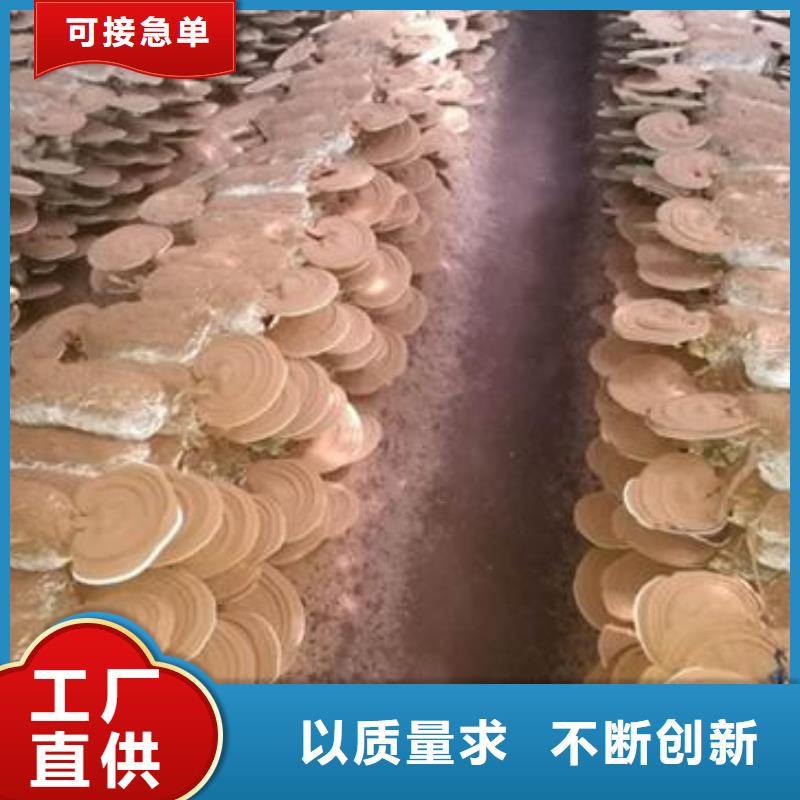 供应批发灵芝粉-优质