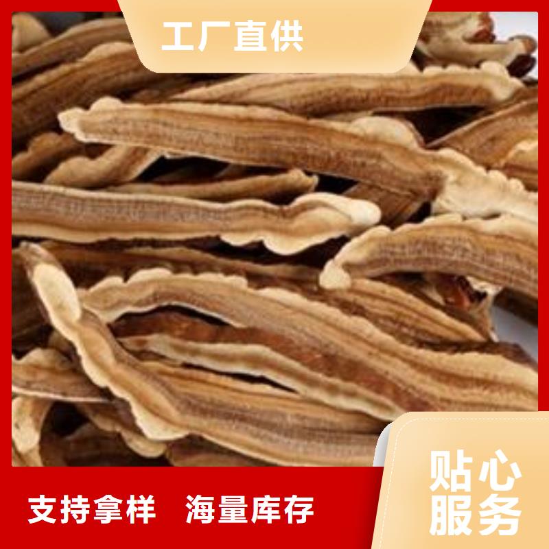 优选：灵芝粉供应商本地生产商