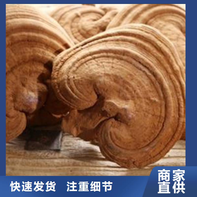 2025厂家直销##灵芝粉##价格合理