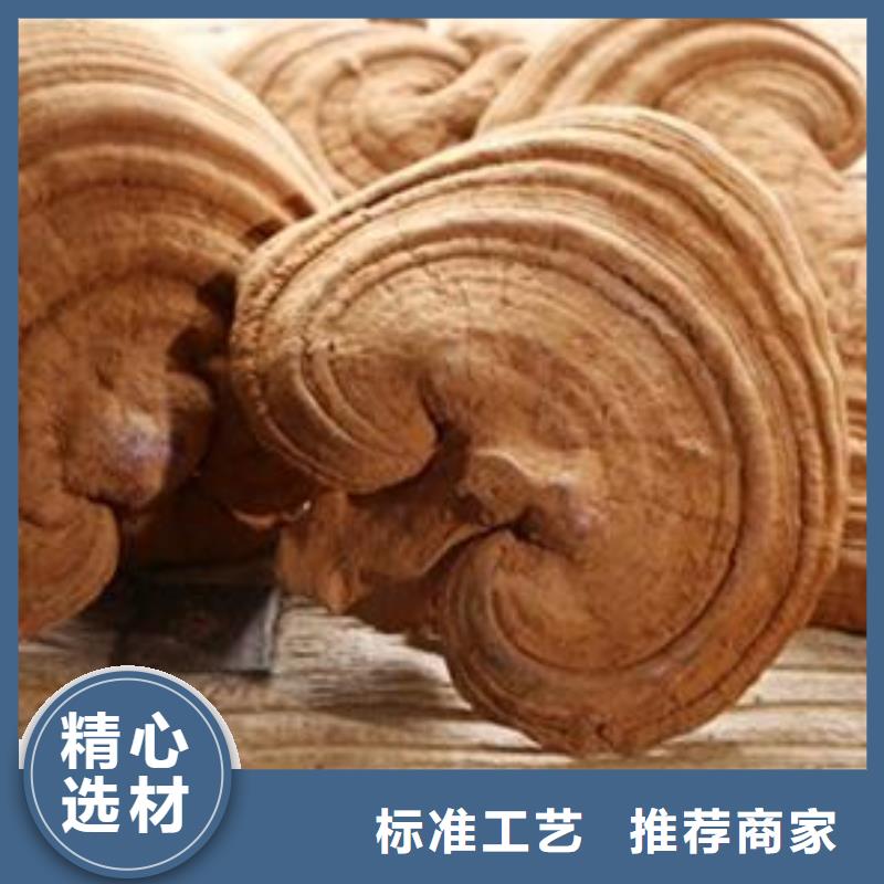 灵芝粉-咨询免费