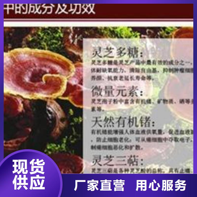 规格全的灵芝粉2实体厂家