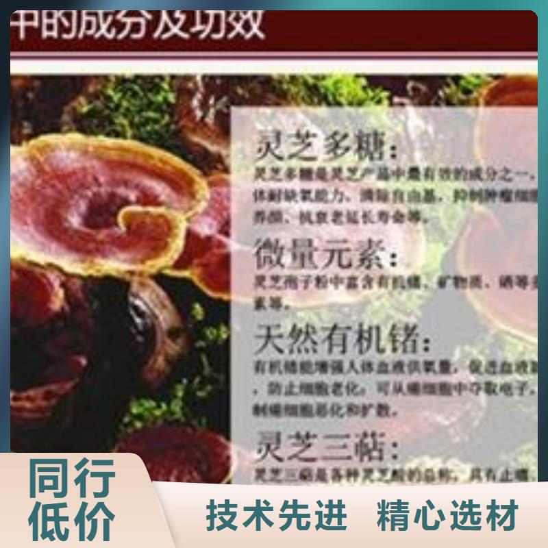 灵芝粉库存量大
